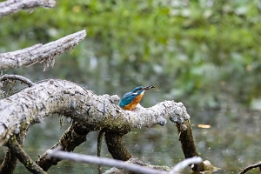 2020_09_10___EISVOGEL___3988