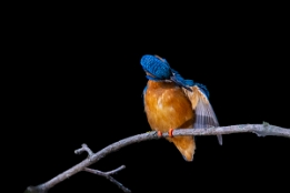 2021_07_31___EISVOGEL___2661