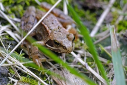 2007_09_08___Frosch___Schonach___0001___100