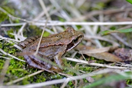 2007_09_08___Frosch___Schonach___0003___100