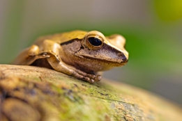 2008_03_29___Frosch___Willhelma___8576___100