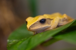 2008_03_29___Frosch___Willhelma___8582___100