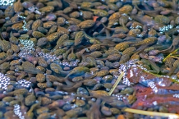 2008_04_13___Frosch___Baden-Baden___0190___100