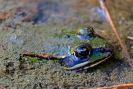 2009_10_04___Frosch___Hagenau___4177___100