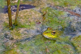 2012_05_01___Frosch___Rheinauen___3194___100
