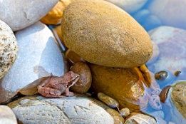 2014_09_14___Grasfrosch___BAD___6118___100