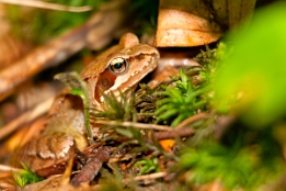 2014_09_14___Grasfrosch___BAD___6171___100