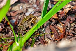 2015_08_30___Teichfrosch______Au_am_Rhein___9117___100