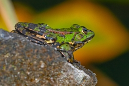 2015_09_19___Burg_Spreewald___9492___100