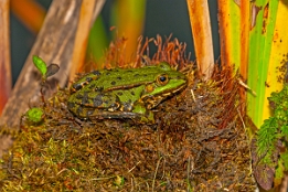 2015_09_19___Burg_Spreewald___9516___100