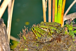 2015_09_22___Frosch___Spreewald___9735___100