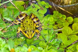 2015_09_22___Frosch___Spreewald___9737___100
