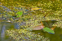 2018_07_15___Frosch___Ostsee___5877___100