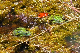 2018_07_15___Frosch___Ostsee___5882___100