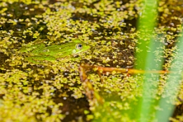 2018_07_15___Frosch___Ostsee___6087___100