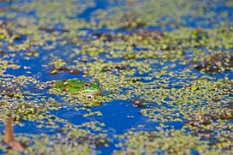 2018_07_15___Frosch___Ostsee___6089___100