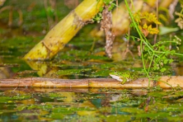 2018_07_15___Frosch___Ostsee___6096___100