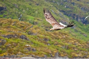 2009_06_01___SEEADLER___TROLLFJORD___NORWEGEN___0169