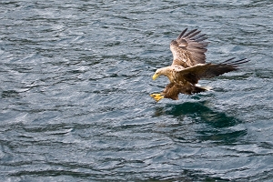 2009_06_01___SEEADLER___TROLLFJORD___NORWEGEN___0175