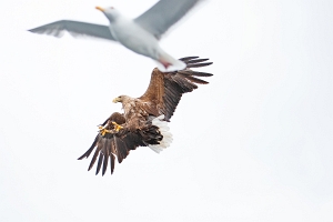 2009_06_01___SEEADLER___TROLLFJORD___NORWEGEN___0260