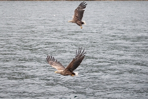 2009_06_01___SEEADLER___TROLLFJORD___NORWEGEN___0263