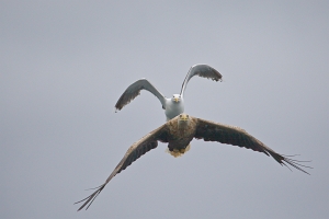 2009_06_01___SEEADLER___TROLLFJORD___NORWEGEN___0294