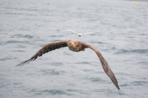 2009_06_01___SEEADLER___TROLLFJORD___NORWEGEN___0697