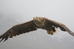 2009_06_01___SEEADLER___TROLLFJORD___NORWEGEN___0717
