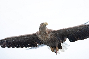 2009_06_01___SEEADLER___TROLLFJORD___NORWEGEN___0720