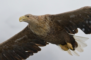 2009_06_01___SEEADLER___TROLLFJORD___NORWEGEN___0736