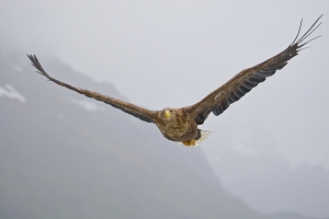 2009_06_01___SEEADLER___TROLLFJORD___NORWEGEN___0807