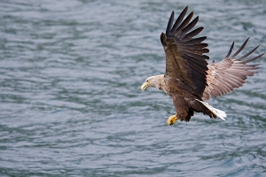 2009_06_01___SEEADLER___TROLLFJORD___NORWEGEN___0882
