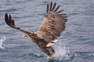 2009_06_01___SEEADLER___TROLLFJORD___NORWEGEN___0920