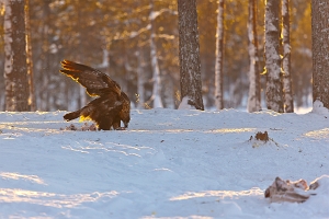 2010_01_08___STEINADLER___KALVTRAESK___SCHWEDEN___1102