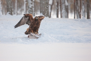 2010_01_08___STEINADLER___KALVTRAESK___SCHWEDEN___1143
