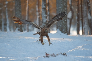 2010_01_09___STEINADLER___KALVTRAESK___SCHWEDEN___5260