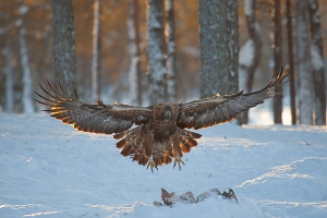 2010_01_09___STEINADLER___KALVTRAESK___SCHWEDEN___5261