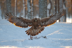2010_01_09___STEINADLER___KALVTRAESK___SCHWEDEN___5266