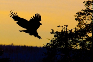 2010_01_09___STEINADLER___KALVTRAESK___SCHWEDEN___5393