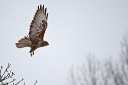 2010_02_14___BUSSARD___HAUENEBERSTEIN___5744
