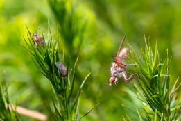 2025_03_11___FLIEGE___MAKRO_STACK_5276_5285___120