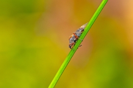 2025_03_11___FLIEGE___MAKRO_STACK_5353_5362___110