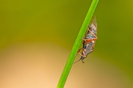 2025_03_11___FLIEGE___MAKRO_STACK_5397_5406___110