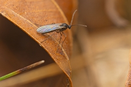 2025_03_11___FLIEGE___MAKRO_STACK_7151_7160___100