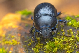 2025_03_11___KAEFER___MAKRO_STACK_6144_6153___110