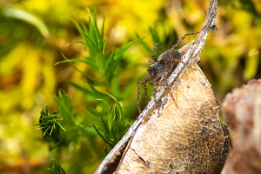 2025_03_11___SPINNE___MAKRO_STACK_5581_5589___110