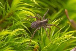 2025_03_11___SPINNE___MAKRO_STACK_5624_5633___110