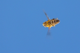 2025_03_25___BIENE_IM_FLUG___4320