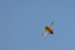 2025_03_25___BIENE_IM_FLUG___4455