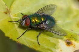 2025_04_07___FLIEGE___MAKRO_STACK_0422_0451___100